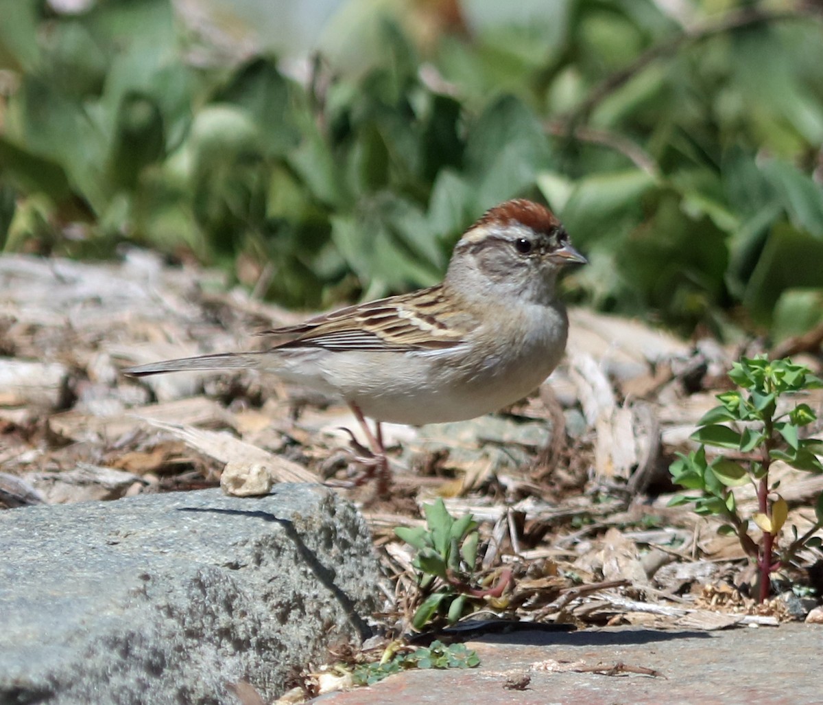 Chipping Sparrow - ML98885871