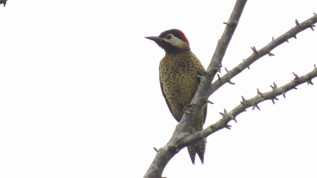 Spot-breasted Woodpecker - ML98888171