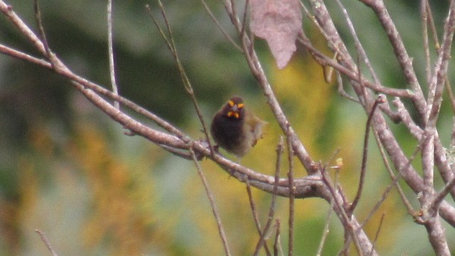 Yellow-faced Grassquit - Gustavo Pineda