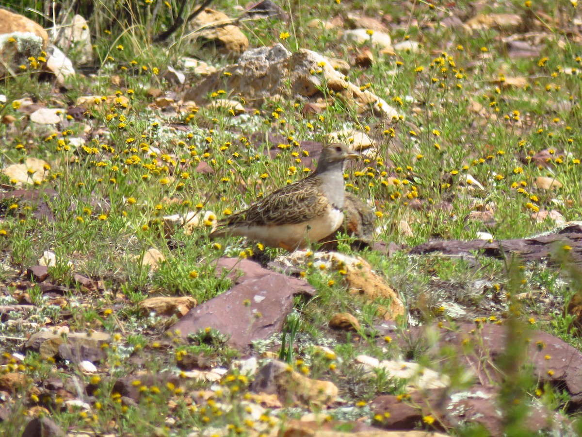 Gray-breasted Seedsnipe - ML98889421