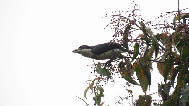 White-mantled Barbet - ML98889911