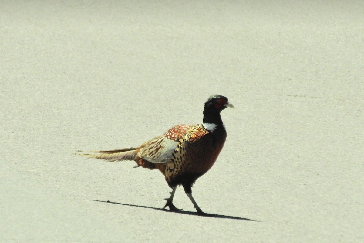 Ring-necked Pheasant - ML98889961