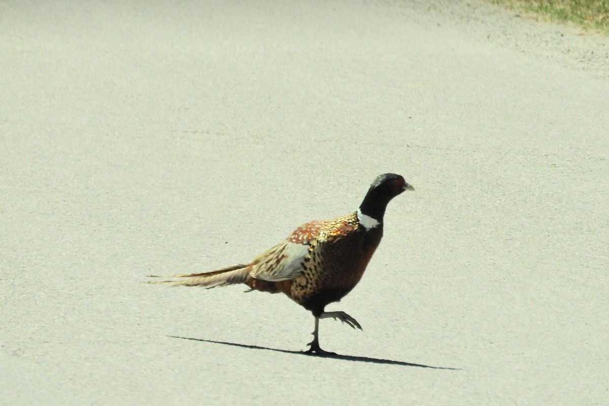 Ring-necked Pheasant - ML98889981