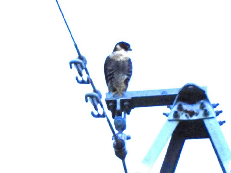 Peregrine Falcon - Eduardo De la cadena