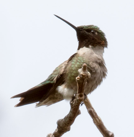 Ruby-throated Hummingbird - Suwin Chan