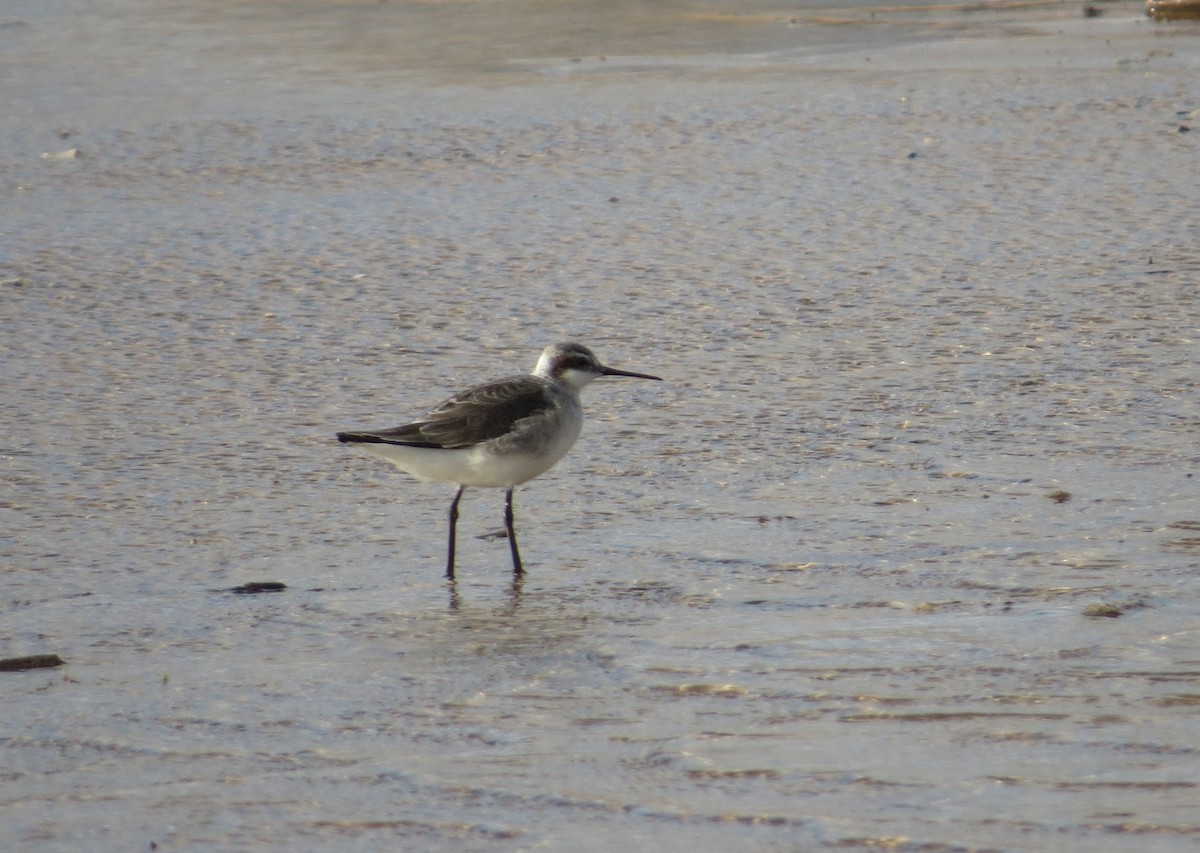 Wilson's Phalarope - ML98892671