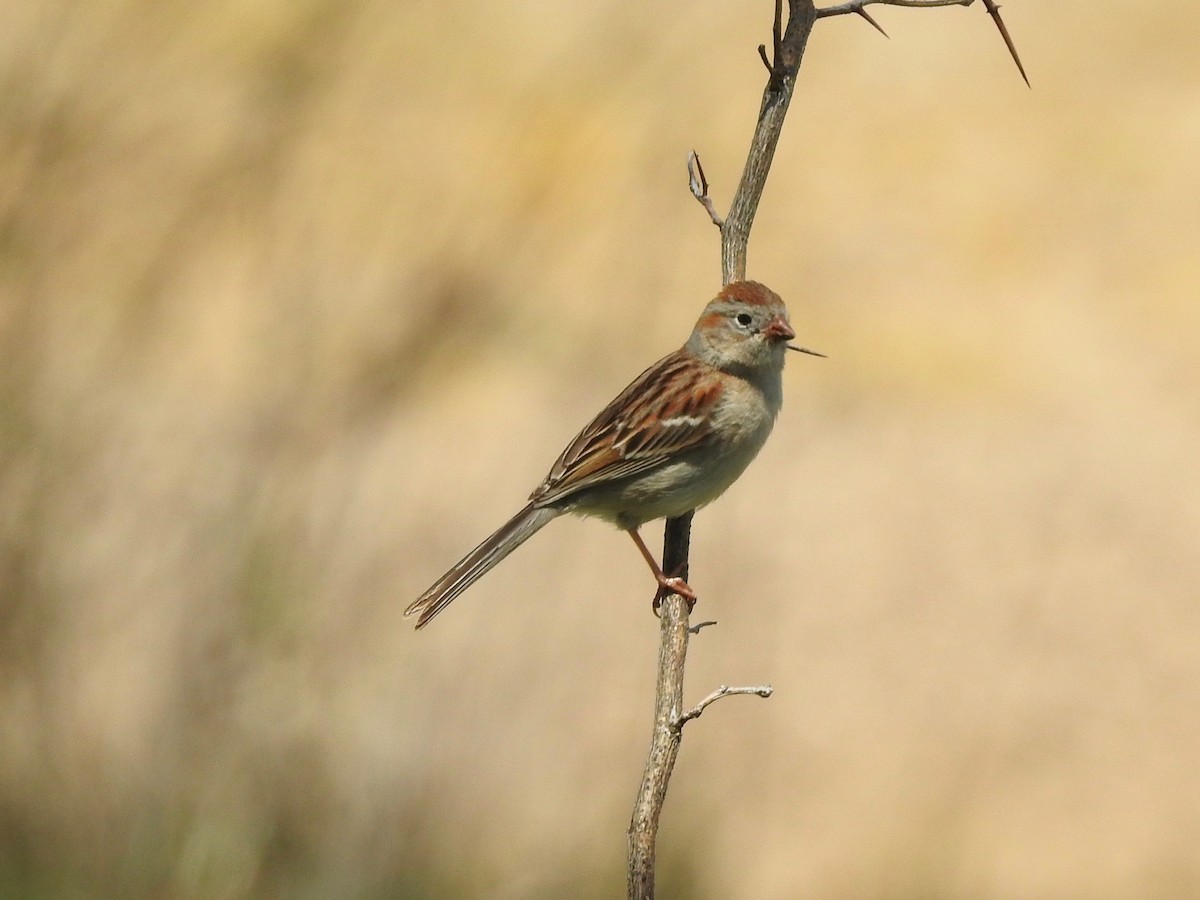 Field Sparrow - ML98892811