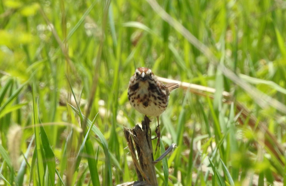 Song Sparrow - ML98893501