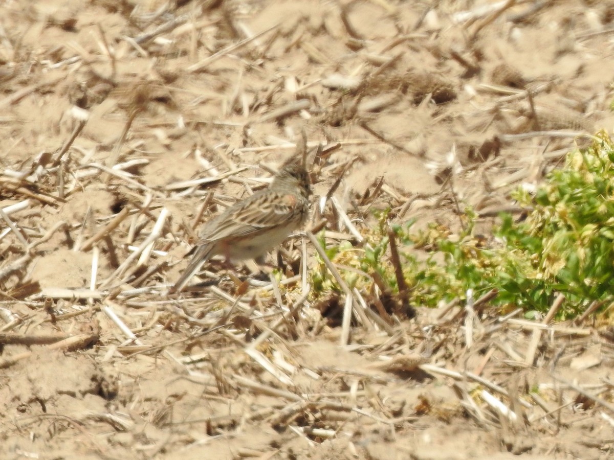 Vesper Sparrow - ML98893651