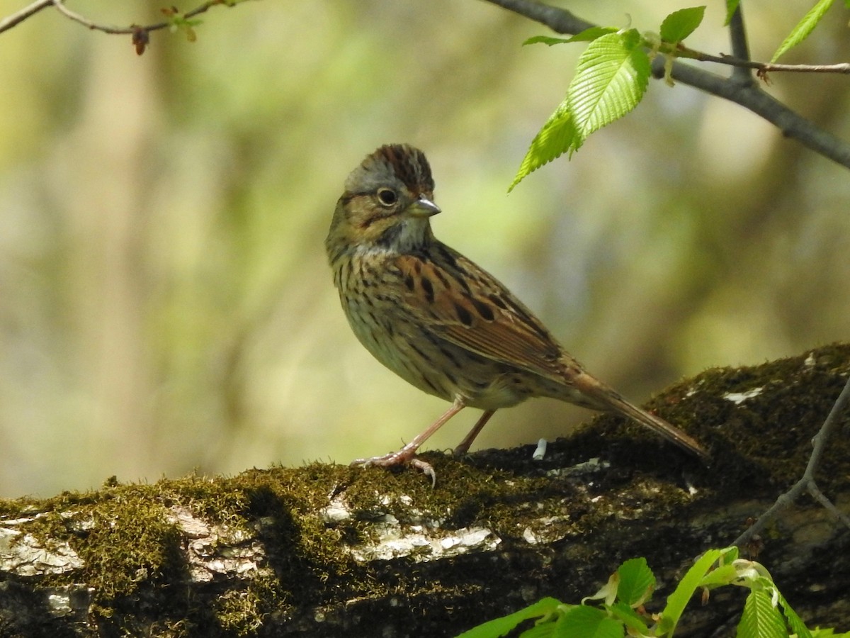 Lincoln's Sparrow - ML98894781