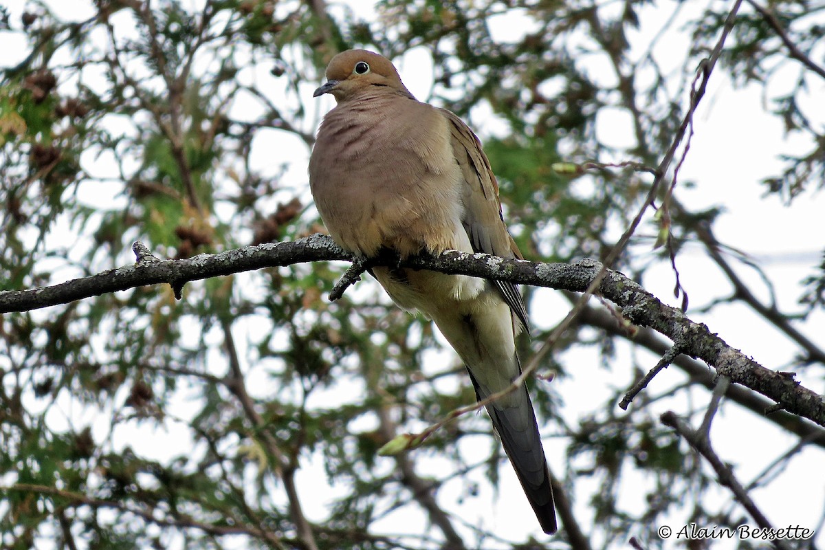 Mourning Dove - Anonymous