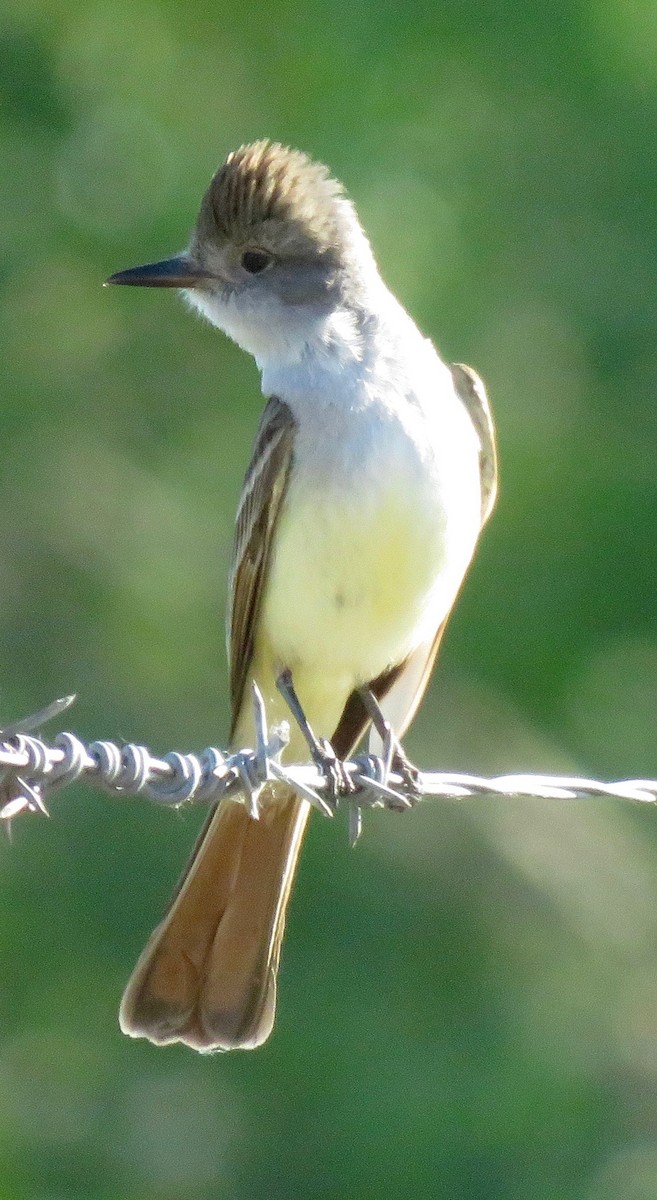 Ash-throated Flycatcher - Don Glasco