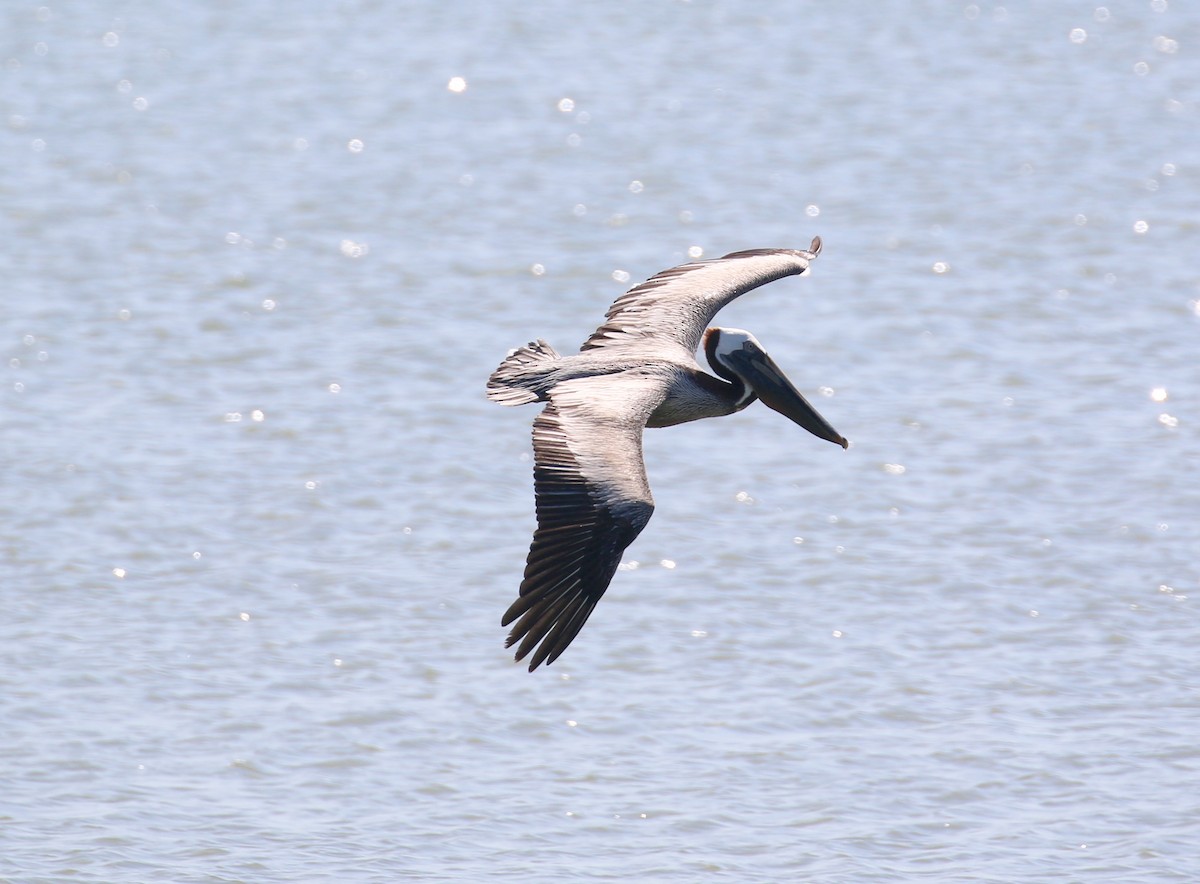 Brown Pelican - Jeffrey Jackson