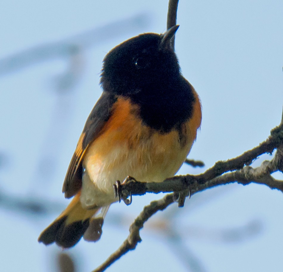 American Redstart - ML98895611