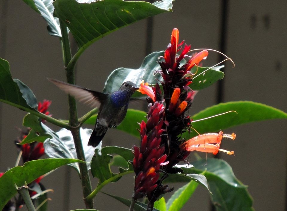kolibřík safírový - ML98896251