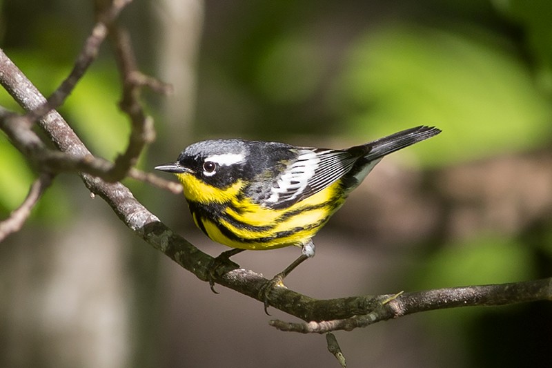 Magnolia Warbler - Martin Wall