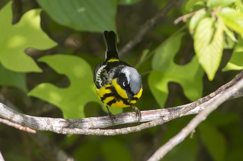 Magnolia Warbler - Martin Wall