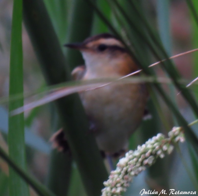 Wren-like Rushbird - ML98897401