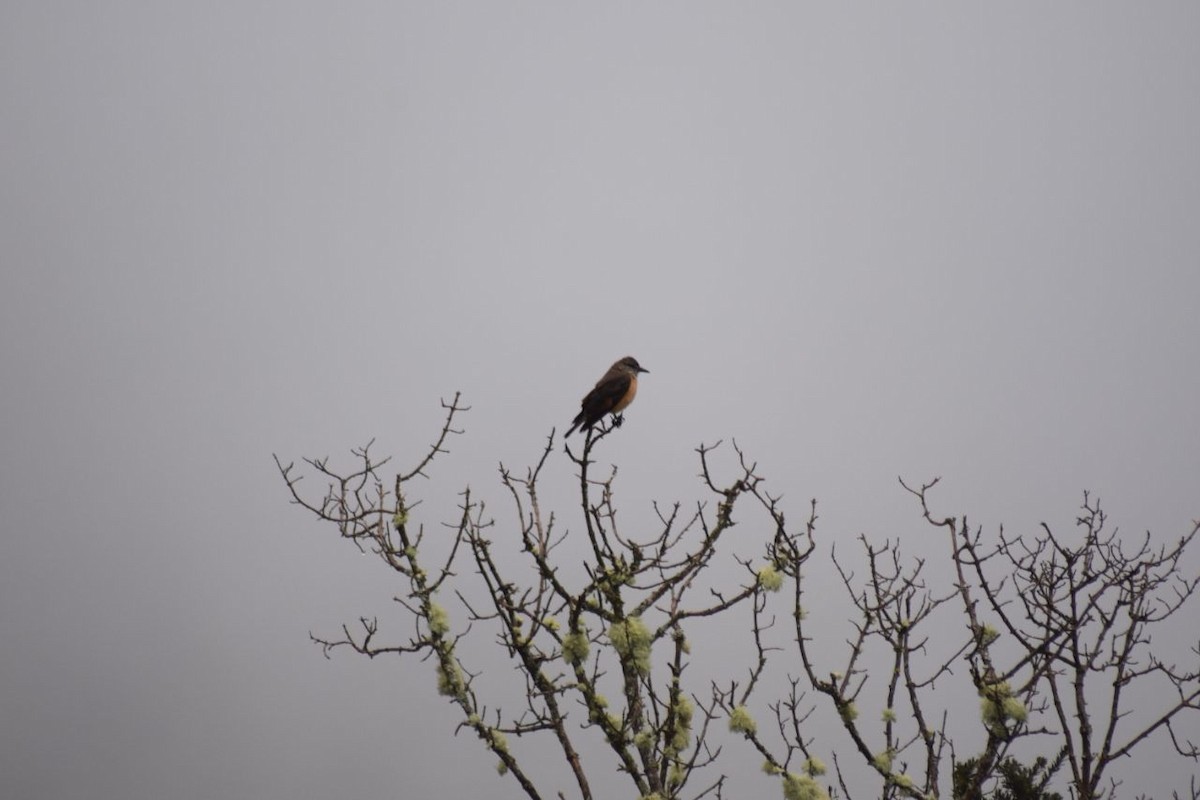 Streak-throated Bush-Tyrant - ML98898661