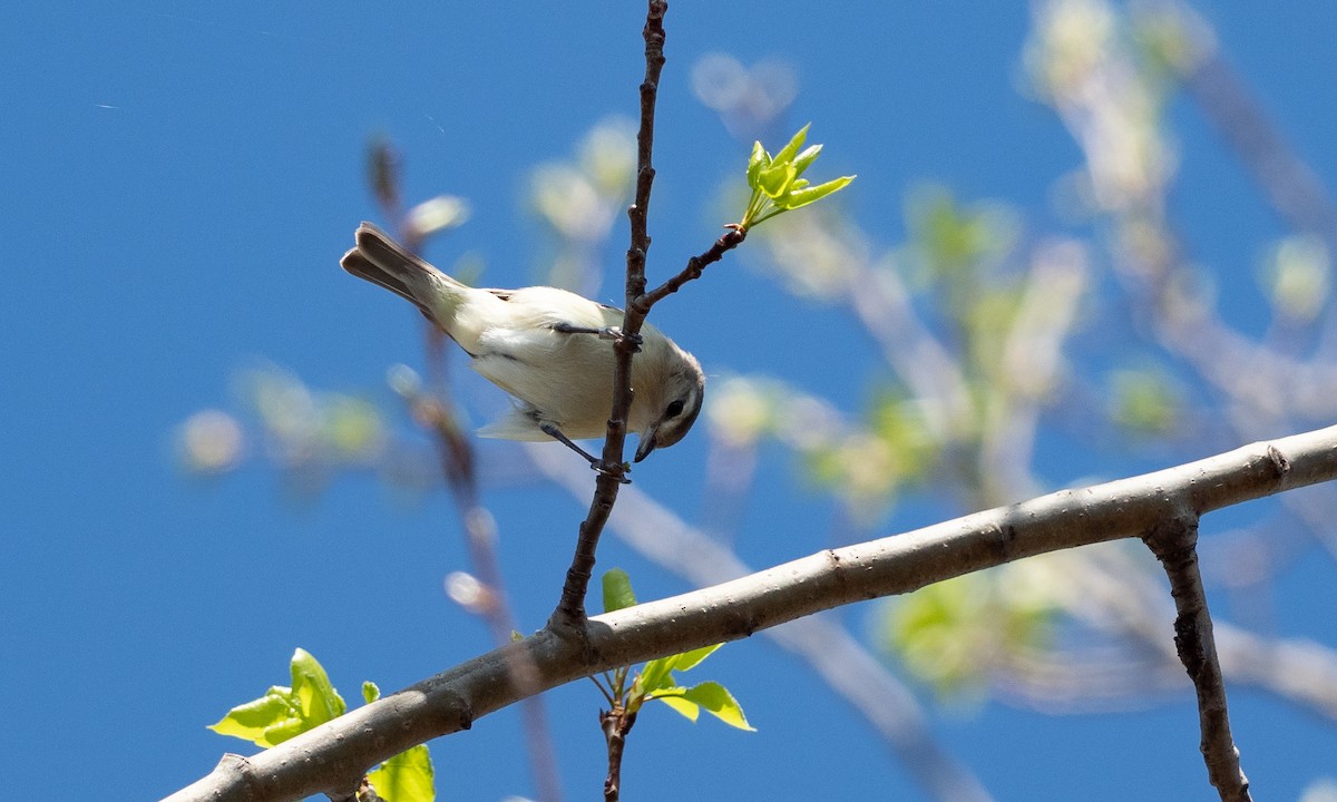Philadelphia Vireo - ML98898791