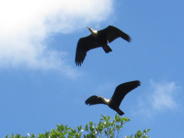 Buff-necked Ibis - Alejandro Lema