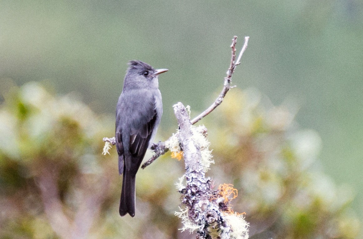 Smoke-colored Pewee - Andrés Gálvez