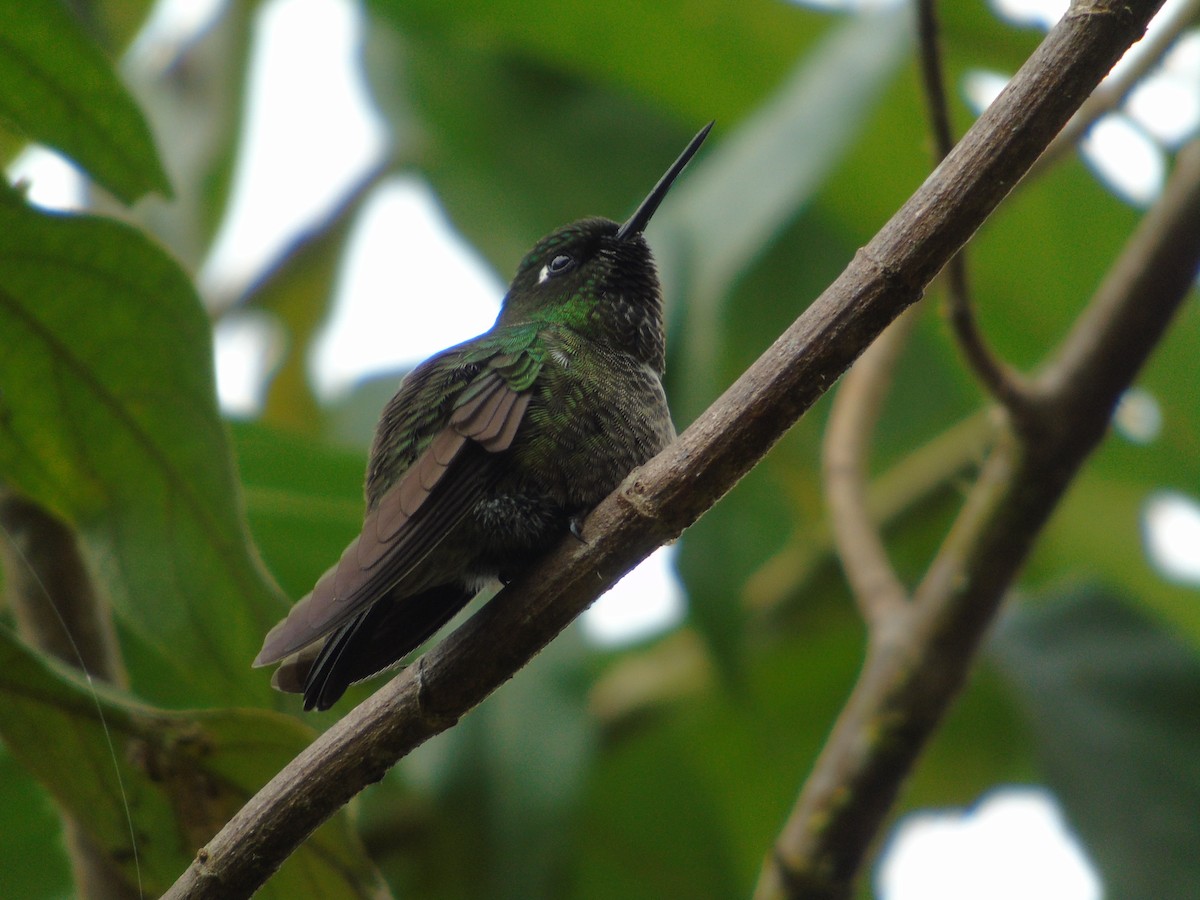 Colibrí Gorjiamatista (grupo clarisse) - ML98899731