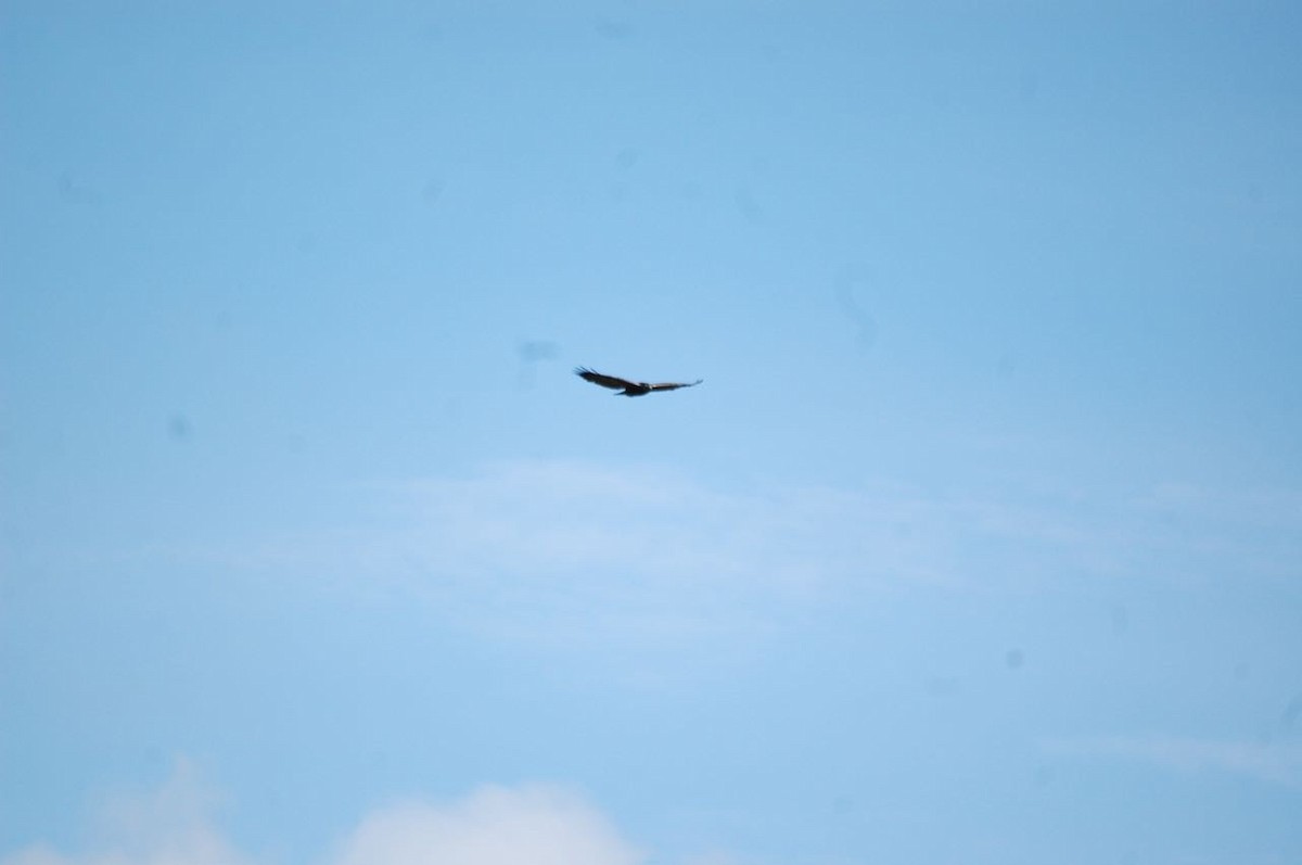 Andean Condor - ML98899741