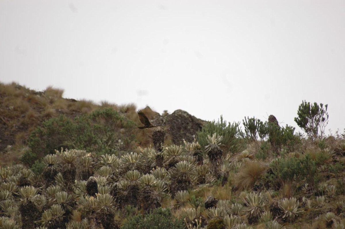 Black-chested Buzzard-Eagle - ML98899791