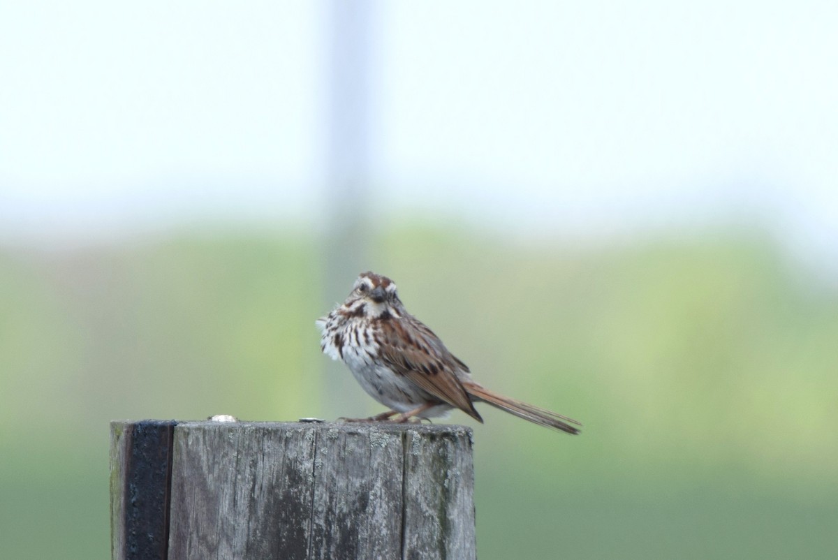 Song Sparrow - irina shulgina