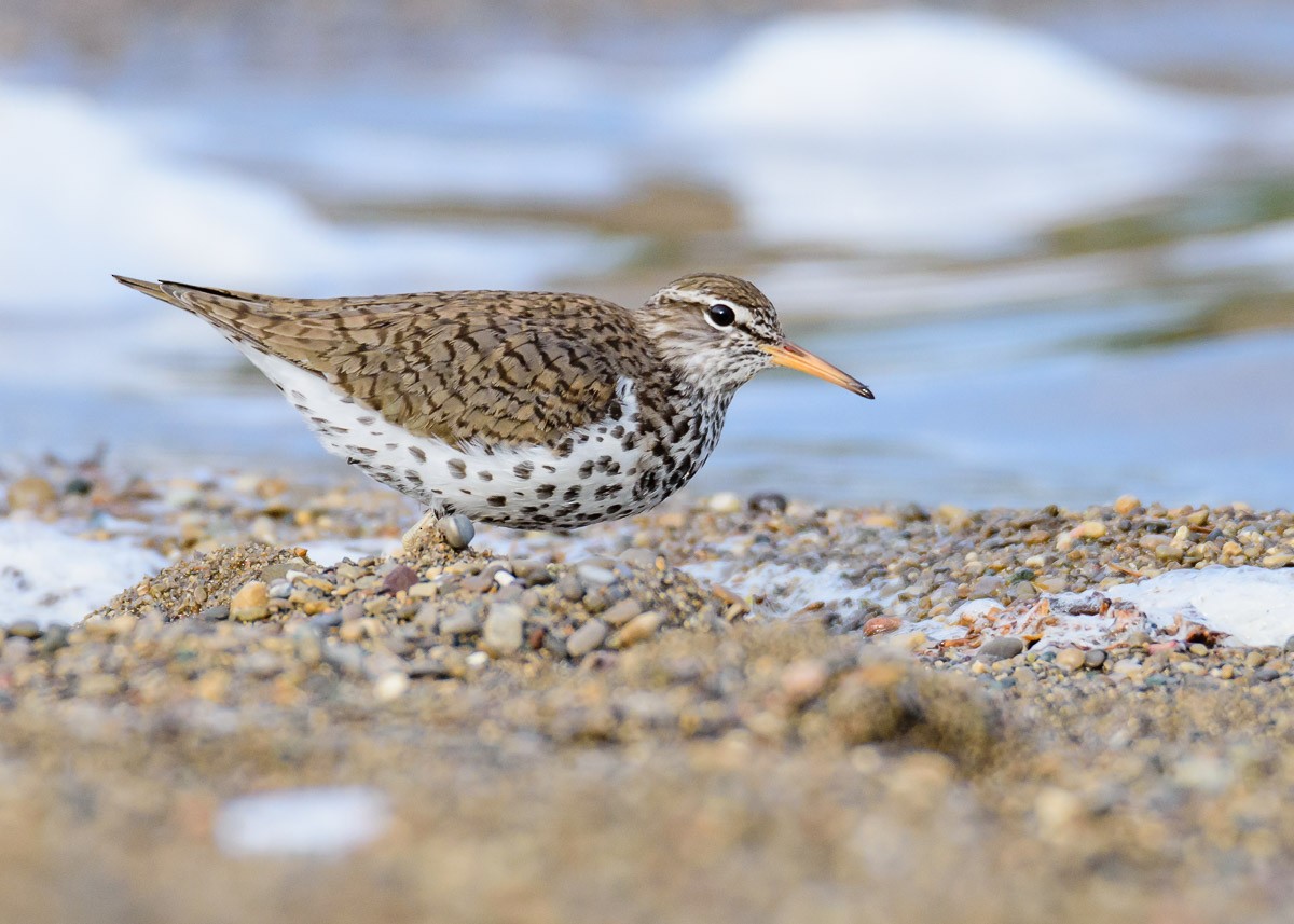 Spotted Sandpiper - ML98900371