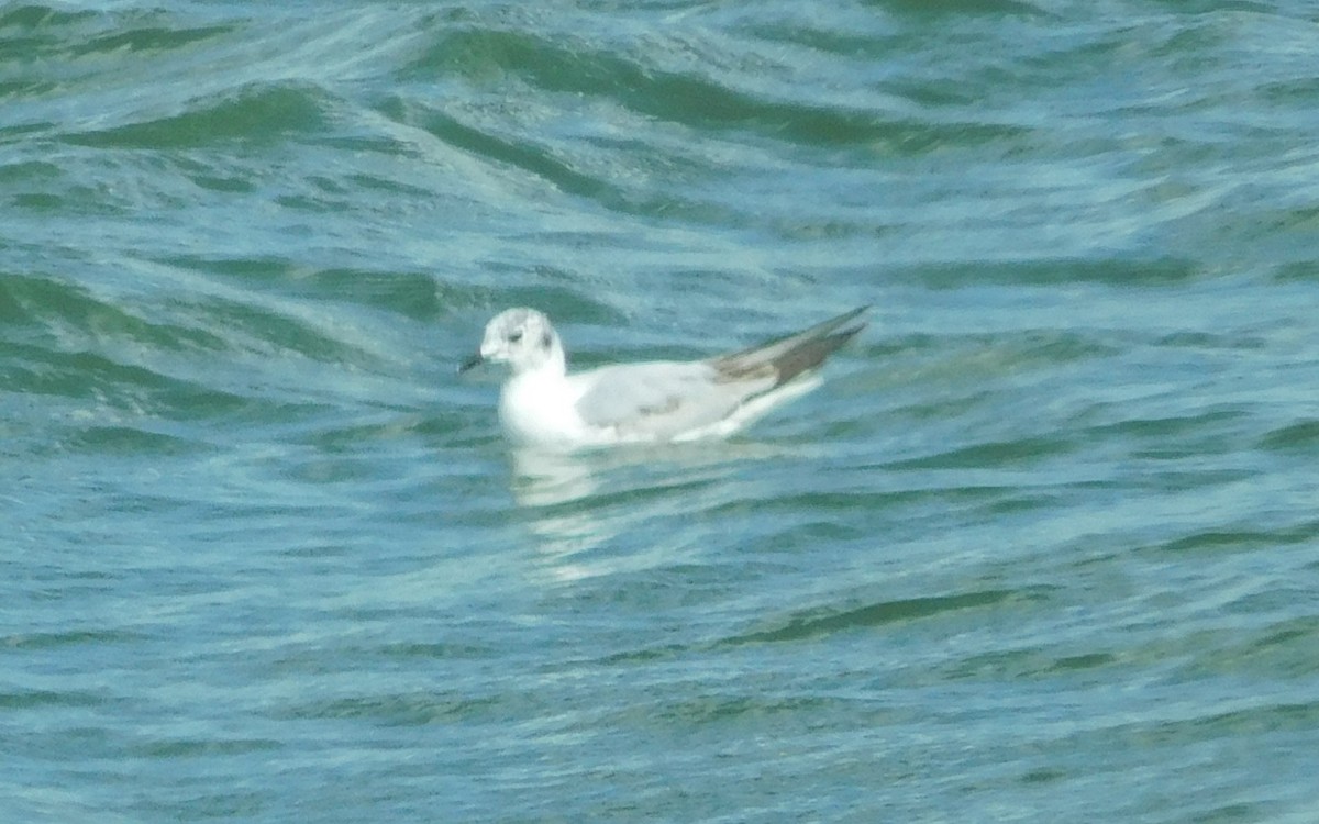 Bonaparte's Gull - Aidan Healey