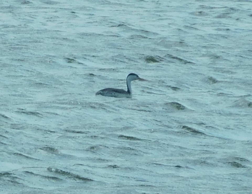 Clark's Grebe - Aidan Healey