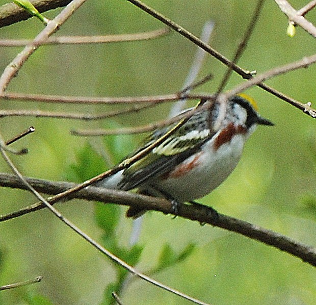 Paruline à flancs marron - ML98904121
