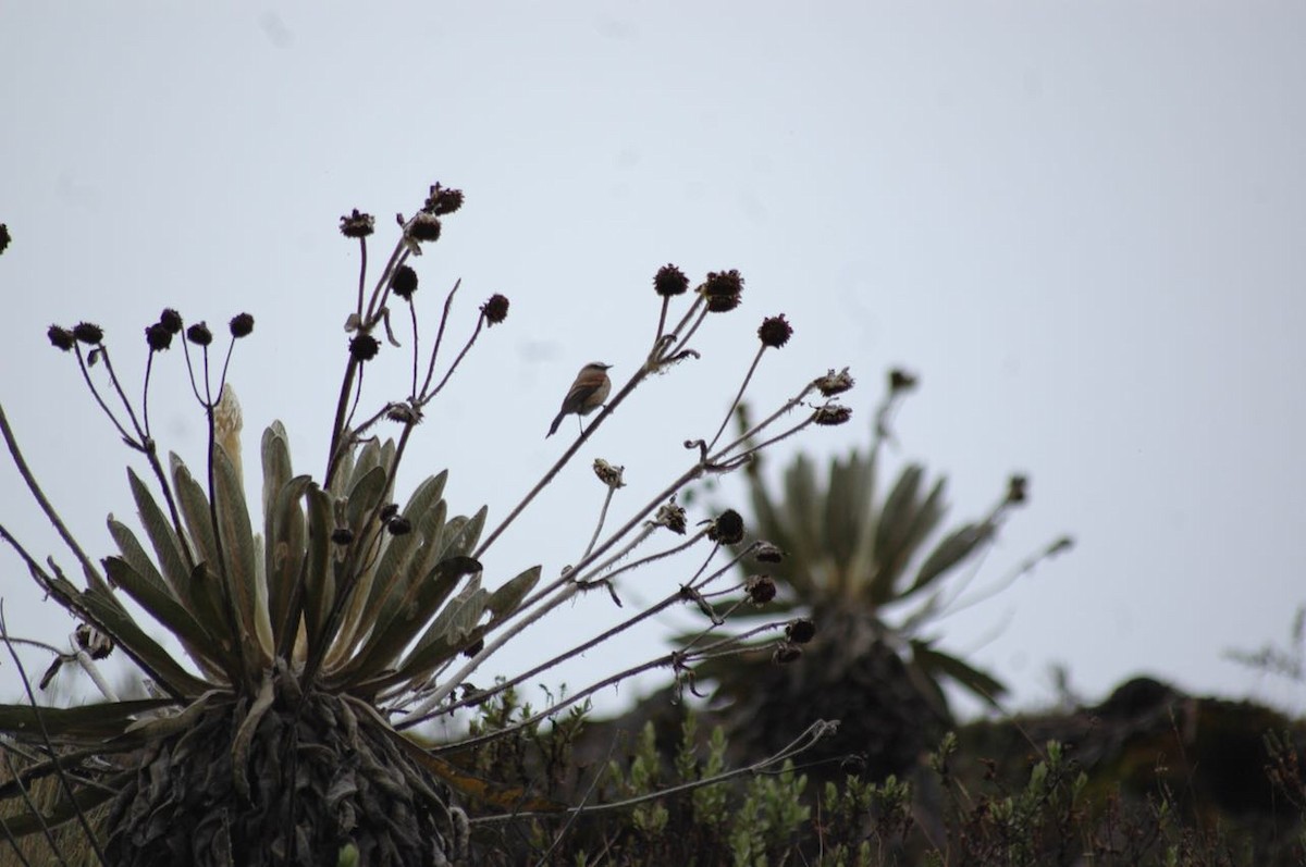 Brown-backed Chat-Tyrant - ML98904181