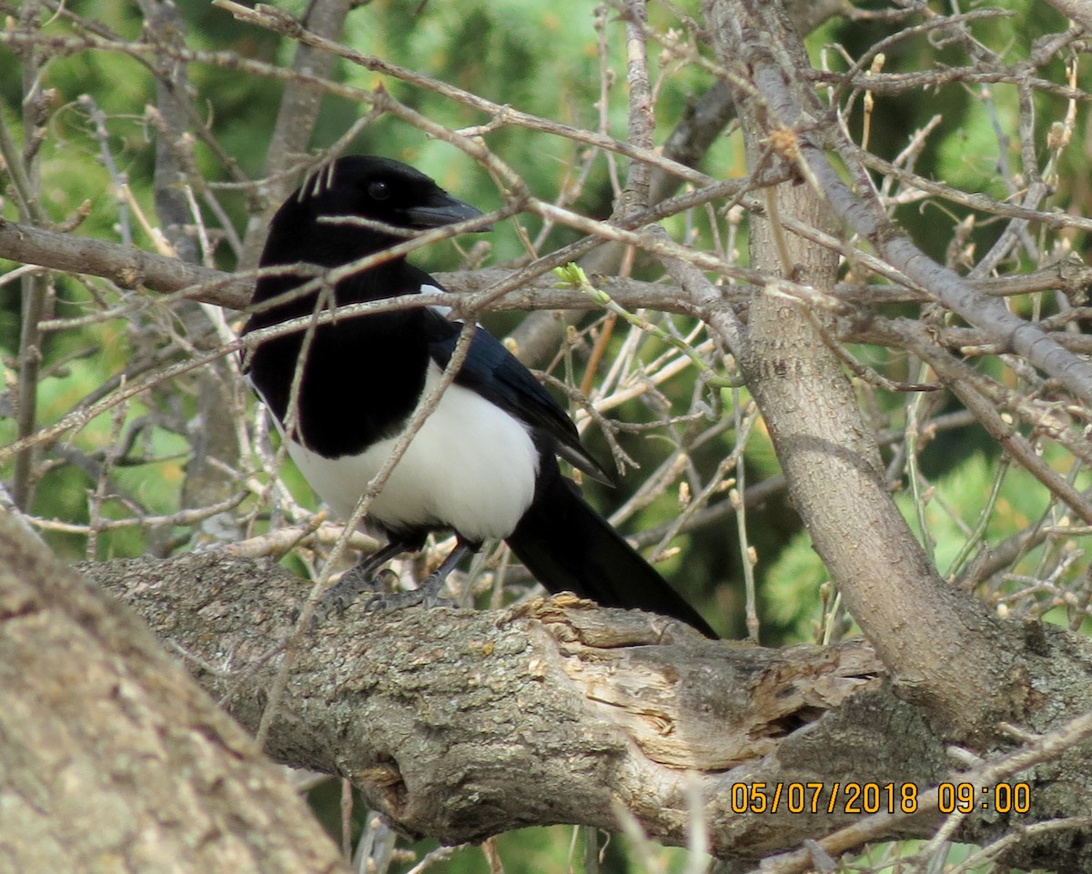 Black-billed Magpie - ML98904331