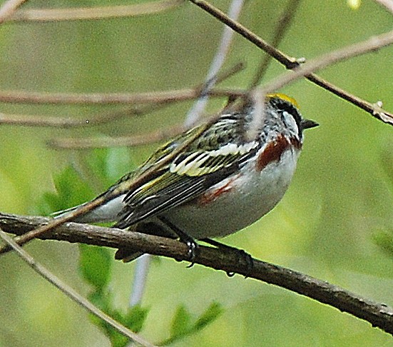 Paruline à flancs marron - ML98904441