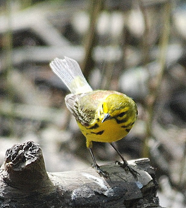 Paruline des prés - ML98905291