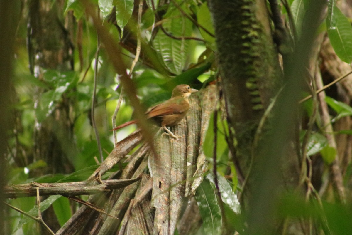 Ochre-throated Foliage-gleaner - ML98905961