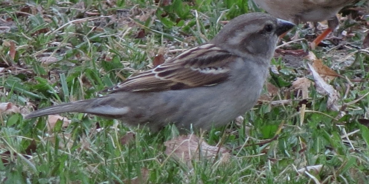 House Sparrow - Fran Kerbs