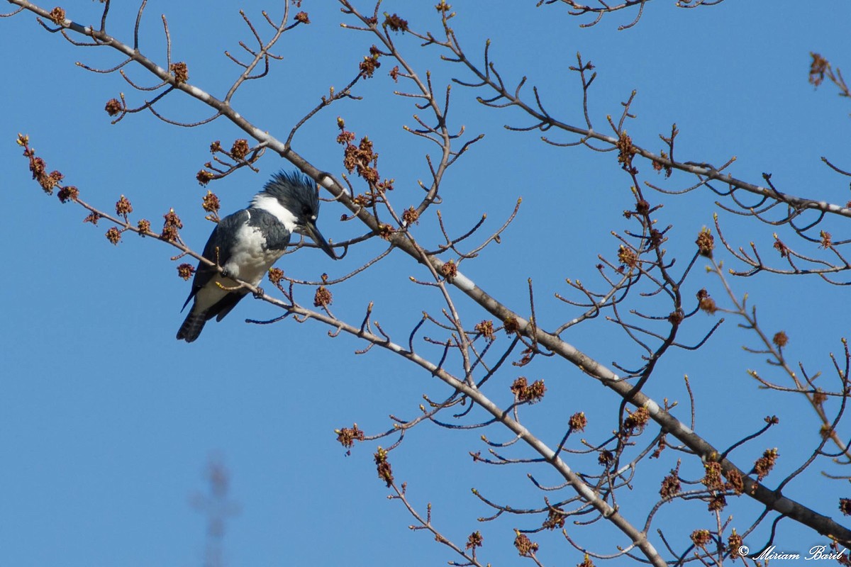 Belted Kingfisher - ML98907021