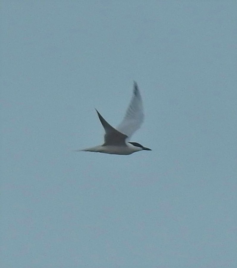 Gull-billed Tern - ML98907501