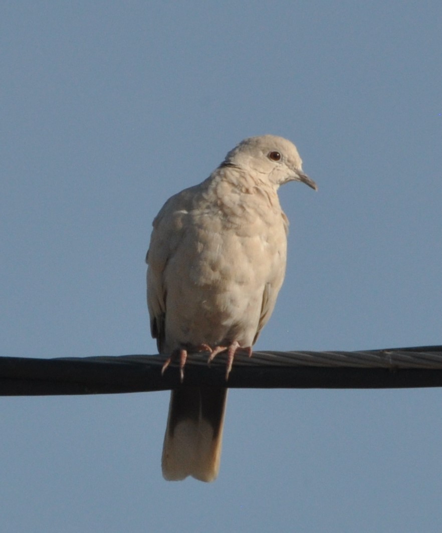 Eurasian Collared-Dove - David Beaudette