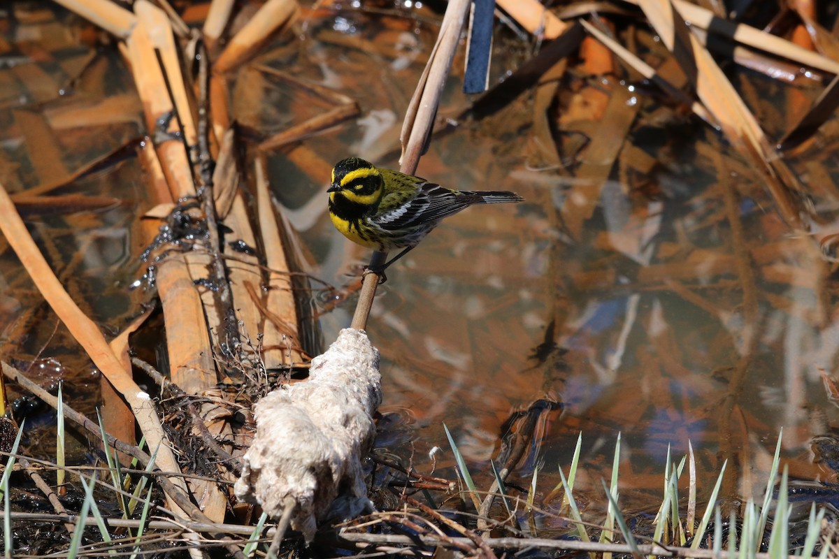 Townsend's Warbler - Gilles Falardeau