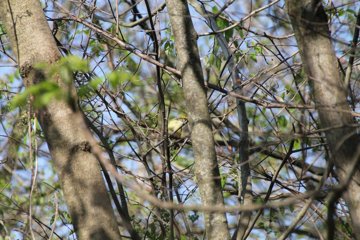 White-eyed Vireo - ML98909181