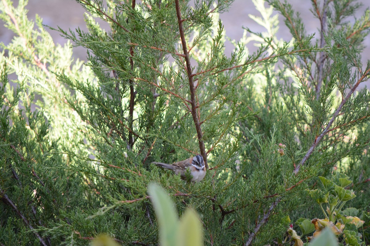 Rufous-collared Sparrow - ML98909441