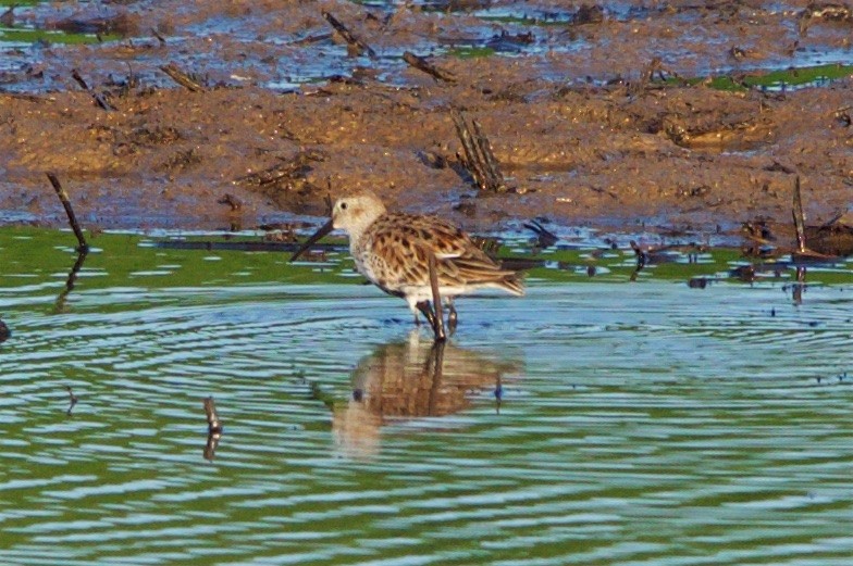 Dunlin - ML98909841