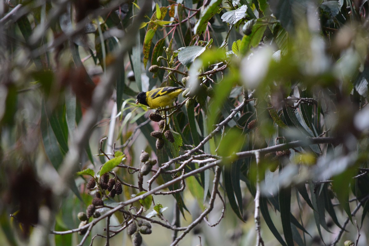 Olivaceous Siskin - ML98910291