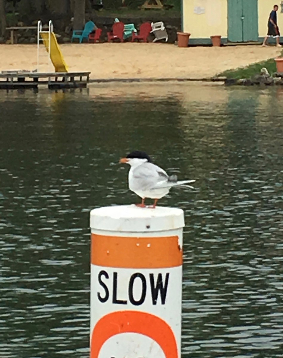 Forster's Tern - ML98910411