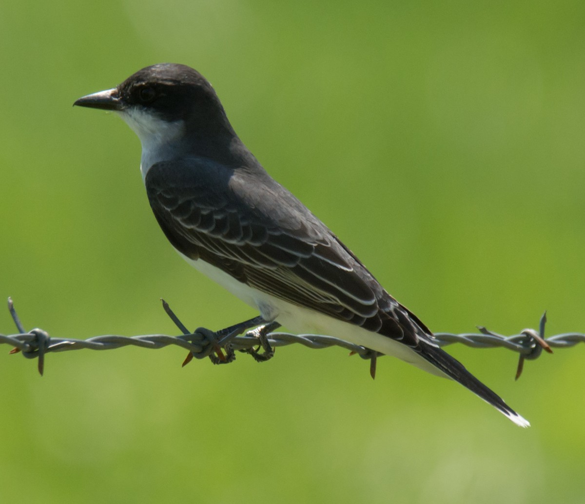 Eastern Kingbird - Jack and Shirley Foreman